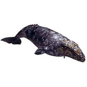 Baleia-cinzenta 16082 ( Brinquedos Schleich 2011) Grey Whale