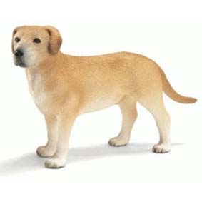 Cão da raça Labrador 16386 (Schleich do Brasil) Dog Labrador Male