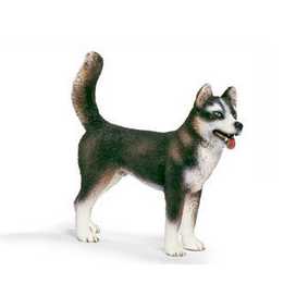 Cão Husky macho - 16371