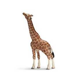Girafa macho comendo - 14389