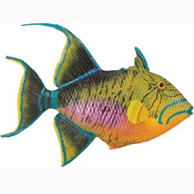 Peixe Porco / Cangulo Rei (Queen Triggerfish) 