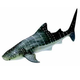 Tubarão baleia 16089 (Schleich Toys 2011) Whale Shark